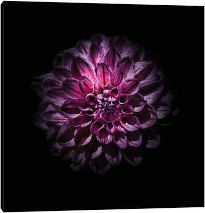 Purple Dahlia Canvas Art Print - Brian Carson