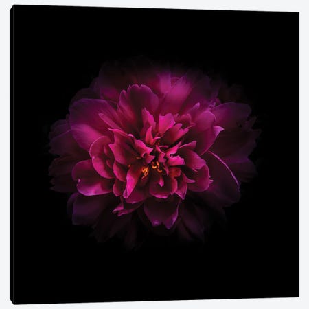 Red Peony Canvas Print #BCS55} by Brian Carson Canvas Wall Art