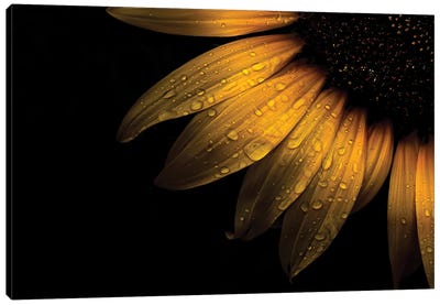 Sunflower Detail II Canvas Art Print - Brian Carson