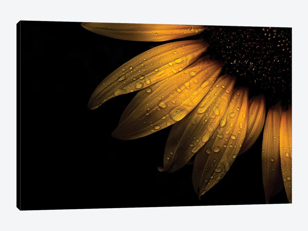 Sunflower Detail II by Brian Carson 1-piece Canvas Art Print