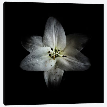 White Lily Canvas Print #BCS65} by Brian Carson Canvas Art Print