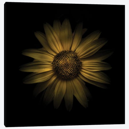 Yellow Daisy I Canvas Print #BCS79} by Brian Carson Art Print
