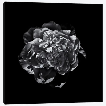 Black And White Camelia III Canvas Print #BCS7} by Brian Carson Canvas Art