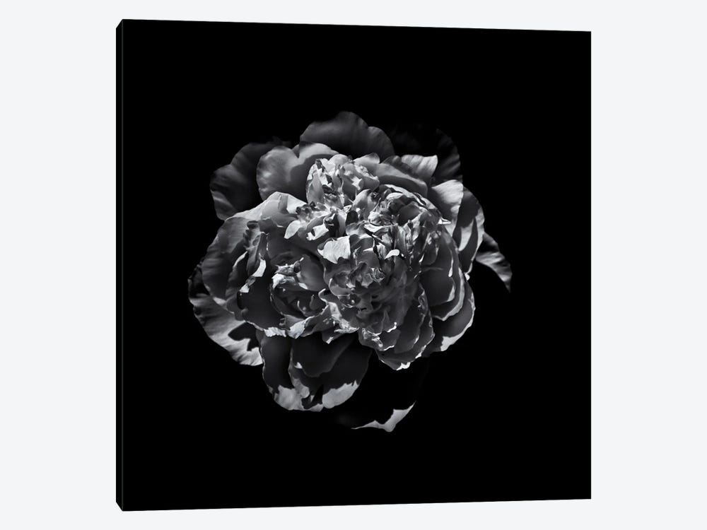 Black And White Camelia III by Brian Carson 1-piece Art Print