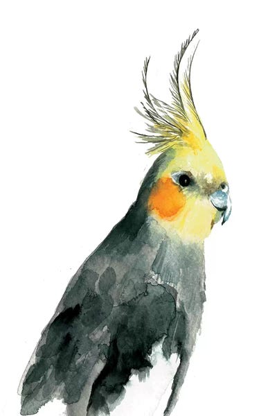 Parrots: Cockatiel II by Albina Bratcheva