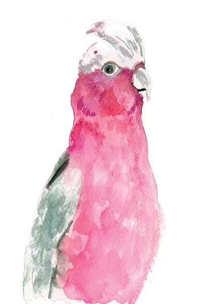 Parrots: Fuschia Feathers by Albina Bratcheva