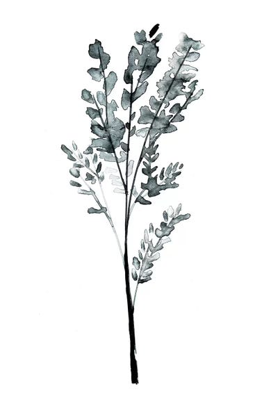 Herbs: Herb by Albina Bratcheva