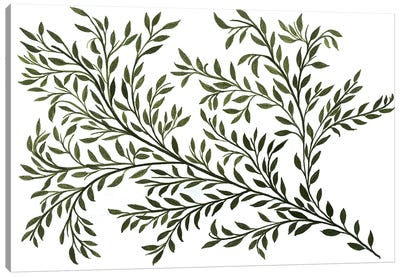 Sage Canvas Art Print - Herb Art