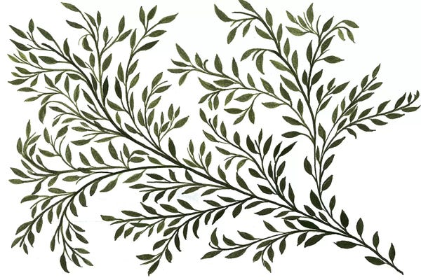 Herbs: Sage by Albina Bratcheva