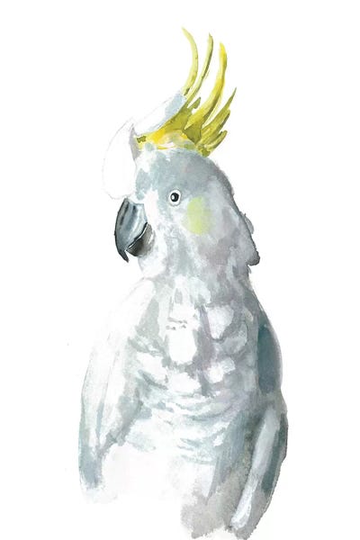 Parrots: Cockatiel I by Albina Bratcheva