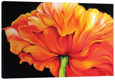 A Single Poppy Canvas Art Print - Marcia Baldwin