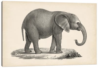 Brodtmann Young Elephant Canvas Art Print