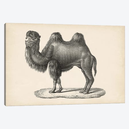 Brodtmann Camel Canvas Print #BDT1} by Brodtmann Art Print