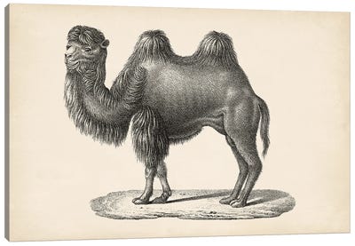 Brodtmann Camel Canvas Art Print