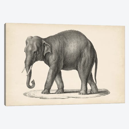 Brodtmann Elephant Canvas Print #BDT3} by Brodtmann Art Print