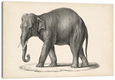 Brodtmann Elephant Canvas Art Print