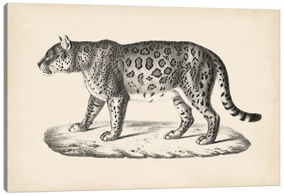Brodtmann Female Leopard Canvas Art Print