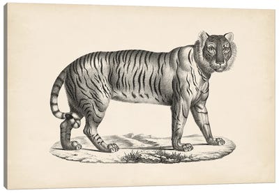 Brodtmann Female Tiger Canvas Art Print