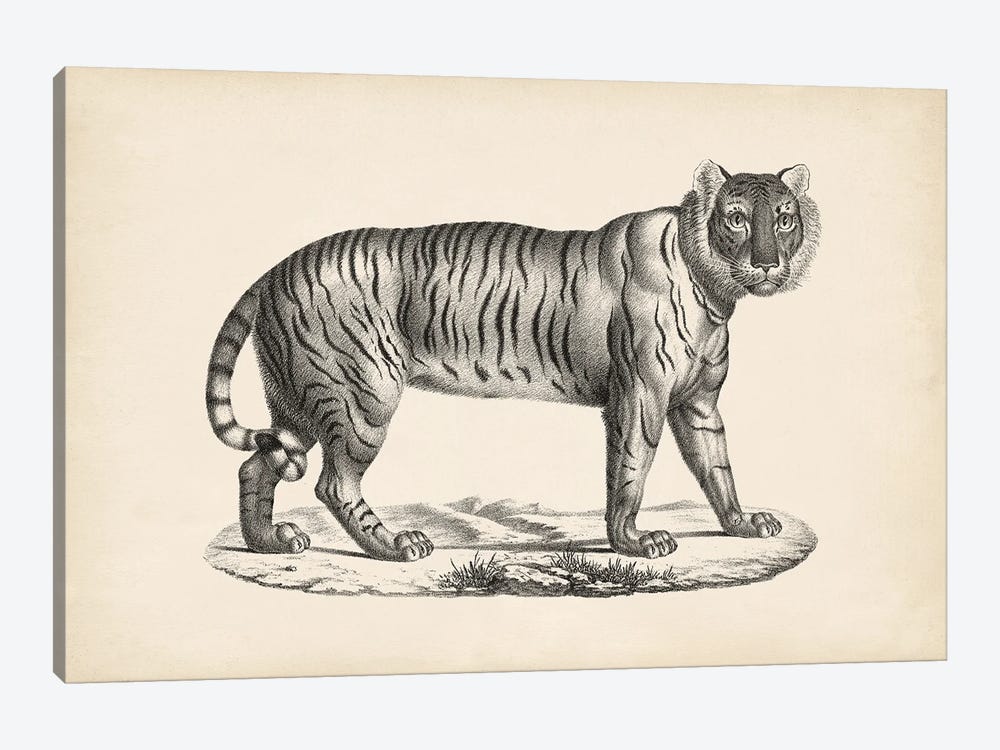 Brodtmann Female Tiger 1-piece Canvas Print