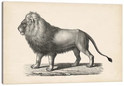 Brodtmann Lion Canvas Art Print