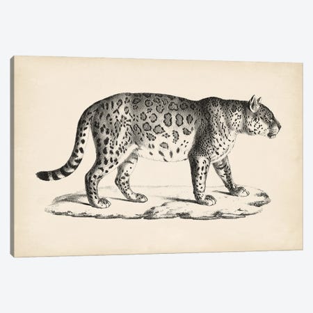 Brodtmann Male Leopard Canvas Print #BDT7} by Brodtmann Canvas Artwork