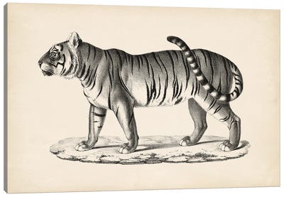 Brodtmann Male Tiger Canvas Art Print