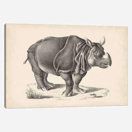 Brodtmann Rhinoceros Canvas Print #BDT9} by Brodtmann Canvas Art Print