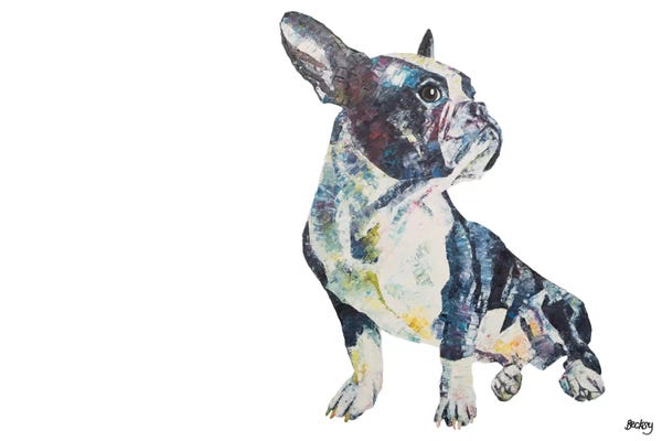 Boston Terriers