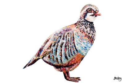 Partridge by Becksy art print