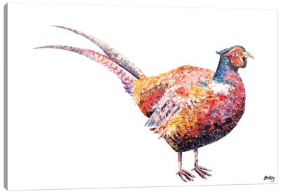 Pheasant Canvas Art Print - Becksy
