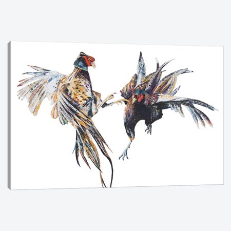 Fighting Pheasant Cocks Canvas Print #BEC73} by Becksy Art Print