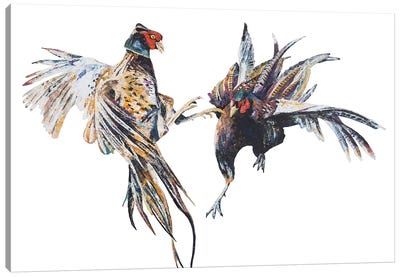 Fighting Pheasant Cocks Canvas Art Print - Becksy