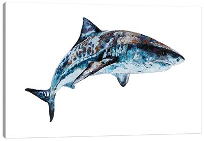 Tigershark Canvas Art Print - Shark Art