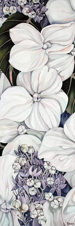 Hydrangea