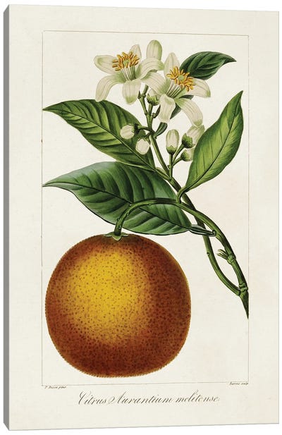 Antique Citrus Fruit I Canvas Art Print - Botanical Illustrations
