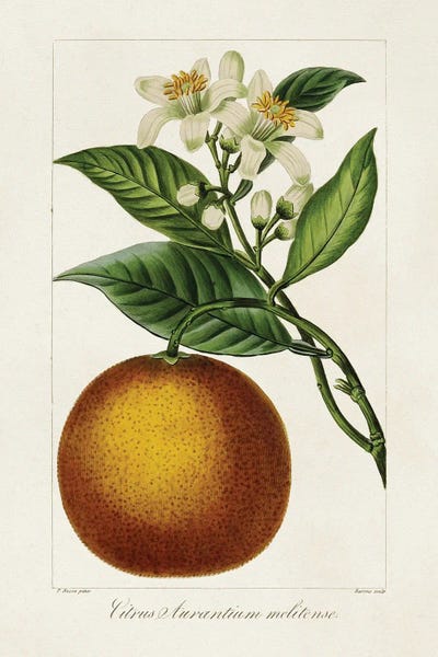 Botanical Illustrations: Antique Citrus Fruit I by Pancrace Bessa