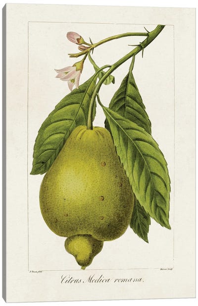 Antique Citrus Fruit III Canvas Art Print