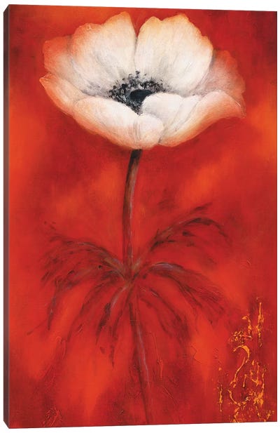 Anemone II Canvas Art Print - Anemone Art