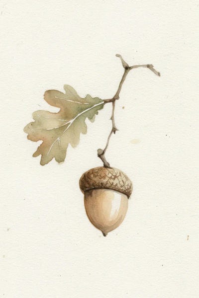 Acorn by Bona Fidesa canvas print