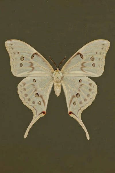 Beige Butterfly Emerald Green Background by Bona Fidesa acrylic art print