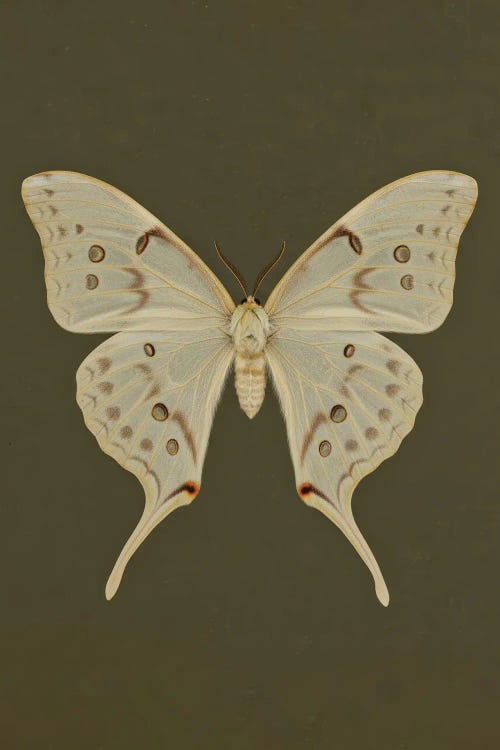 Beige Butterfly Emerald Green Background by Bona Fidesa wall art