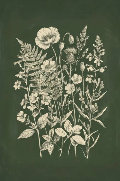 Vintage Botanical Wildflower Sketch by Bona Fidesa canvas print