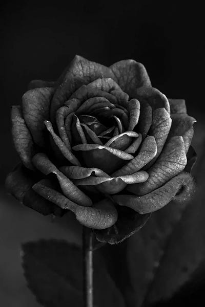 Dark Rose I by Bona Fidesa canvas print