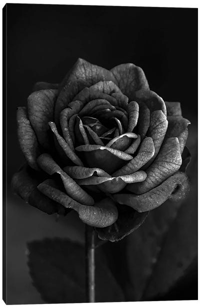 Dark Rose I Canvas Art Print - Bona Fidesa