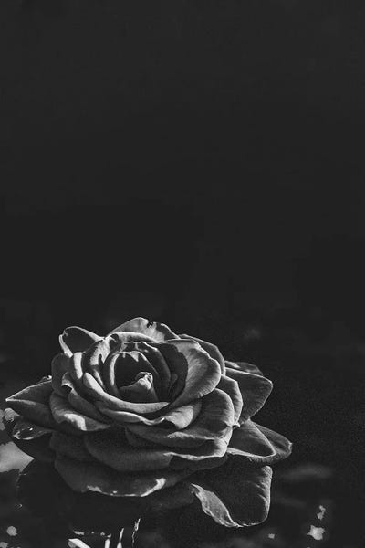 Dark Rose II by Bona Fidesa art print