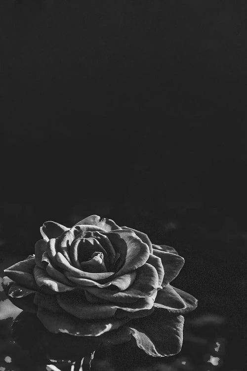 Dark Rose II by Bona Fidesa wall art