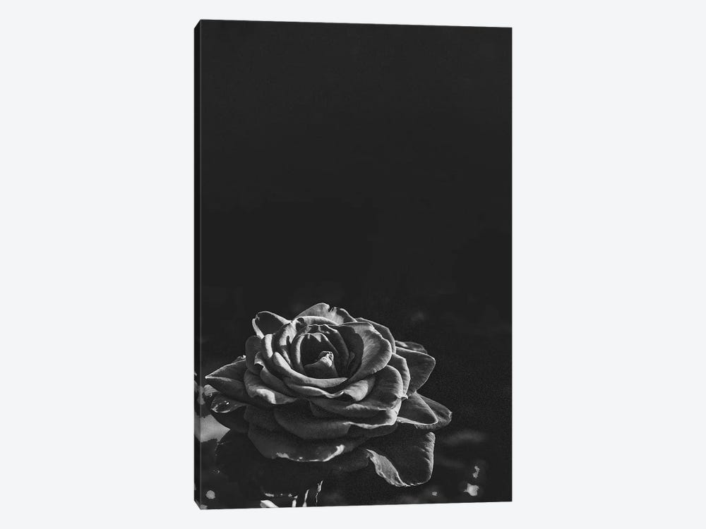 Dark Rose II by Bona Fidesa 1-piece Canvas Art