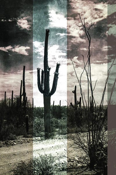 Desert Cactus by Bona Fidesa art print