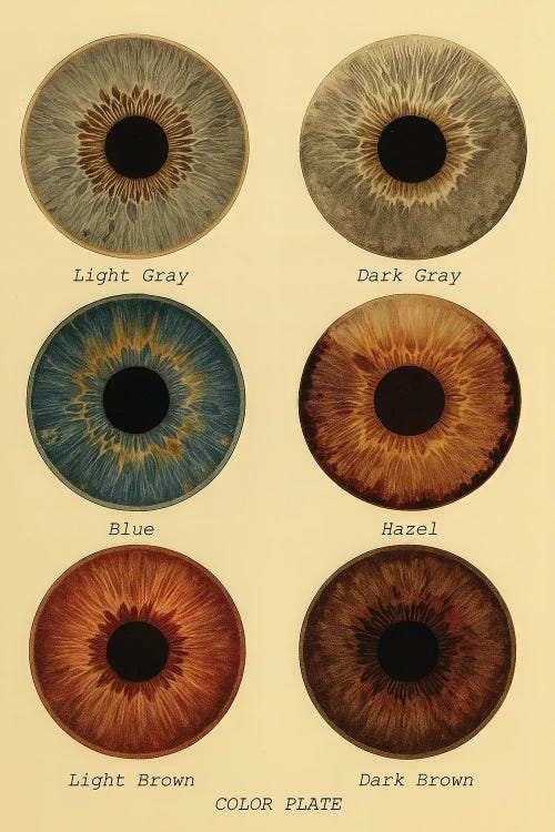 Eye Color Chart by Bona Fidesa wall art