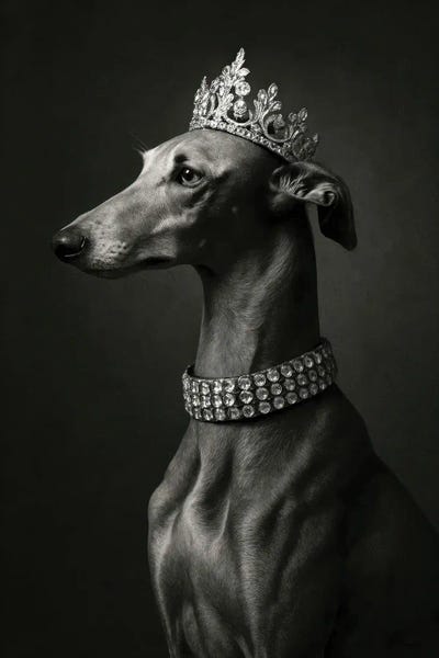 Regal Greyhound Portrait by Bona Fidesa multi panel art